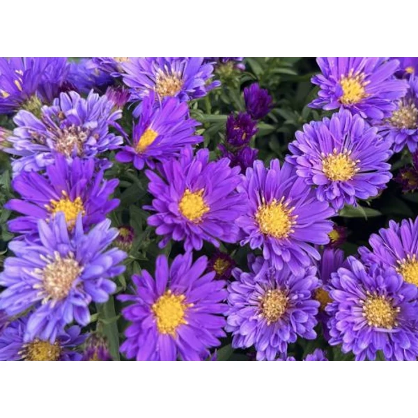 Aster dumosus  'Amethyst' - Törpe őszirózsa 2l