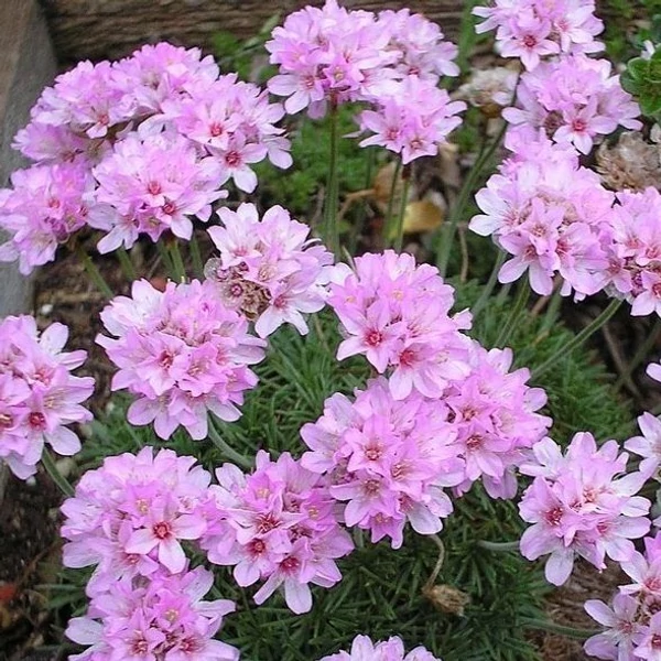 Armeria juniperifolia – borókalevelű pázsitszegfű Cs9