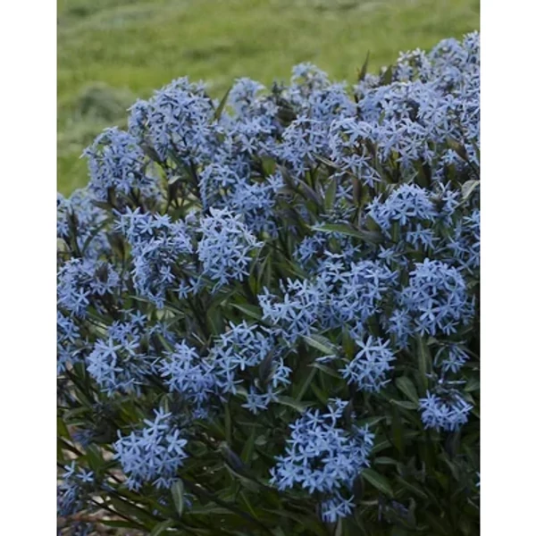 Amsonia tabernaemontana var. salicifolia  Fűzlevelű csillagmeténg Cs9