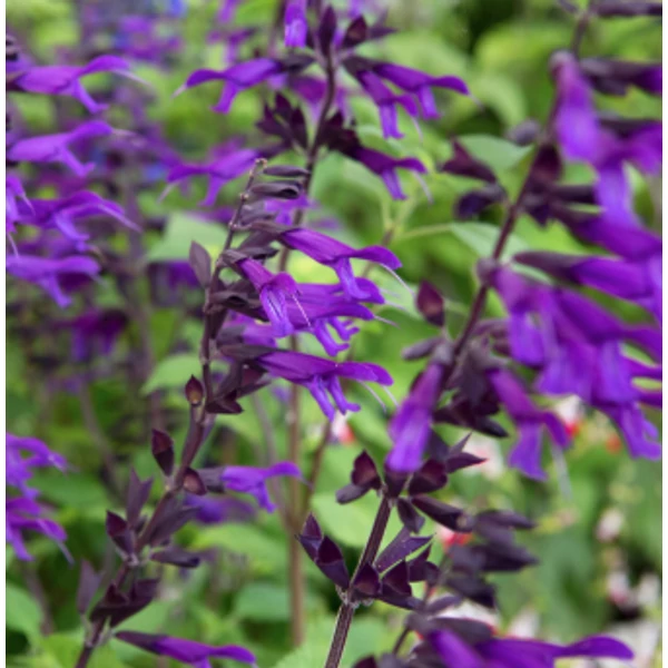 Salvia Amistad - Zsálya K2