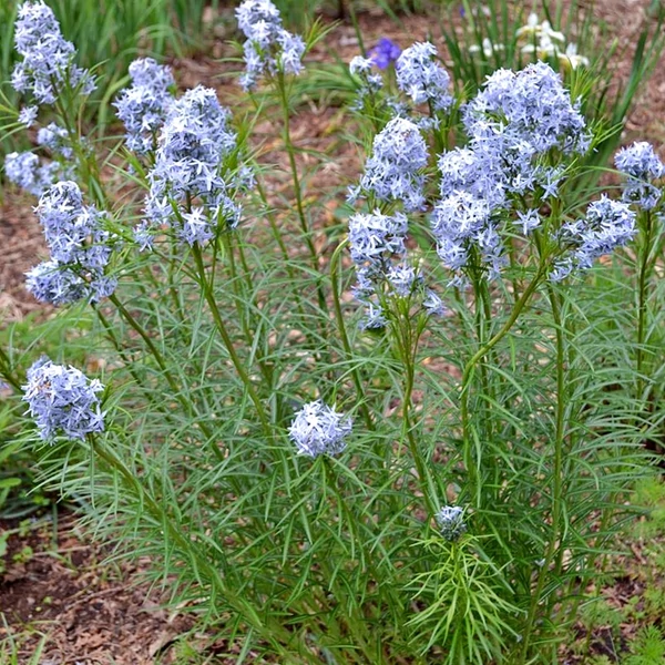 Amsonia illustris – Csillagmeténg Cs14