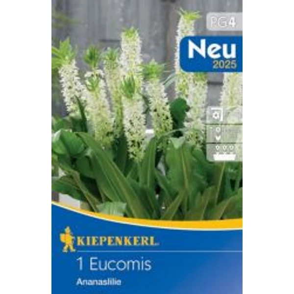 Kiepenkerl Eucomis autumnalis Üstökliliom ananászliliom fehér 1db