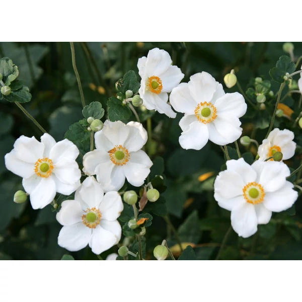 Anemone x  hybrida Honorine Jobert - Szellőrózsa CS14