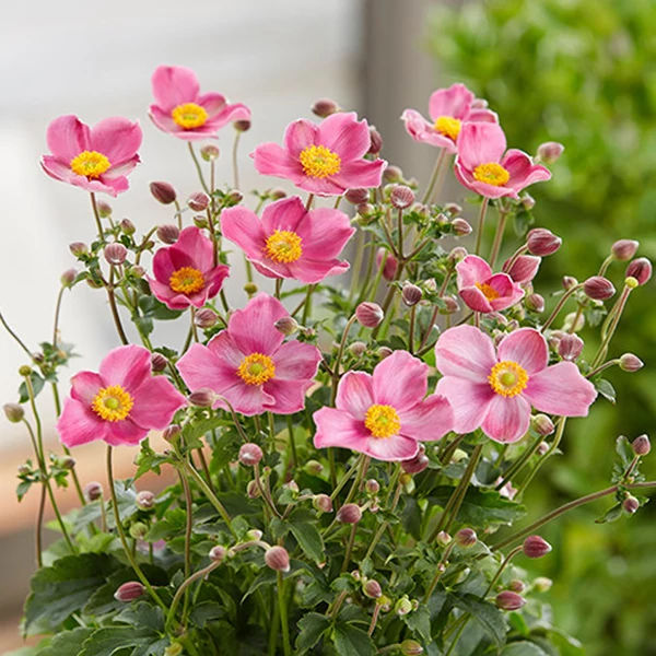 Anemone hupehensis Fantasy Jasmine - Őszi szellőrózsa, kínai szellőrózsa Cs14