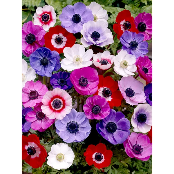 Anemone mix - Szellőrózsa mix CS10