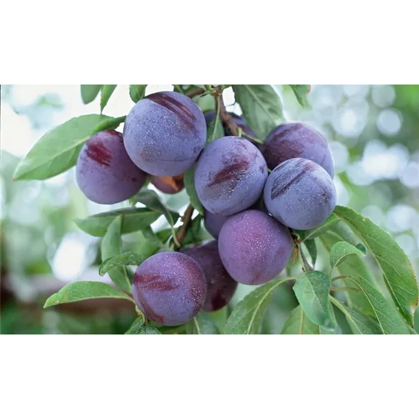Prunus domestica Angeleno -  Japán szilva K5