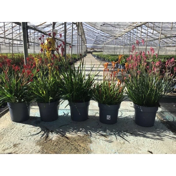 Anigozanthos hibrido  Downunder Dreams - Kengurumancs EXTRA  P10