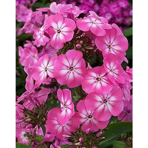 Phlox paniculata Anastasia Bugás lángvirág D14