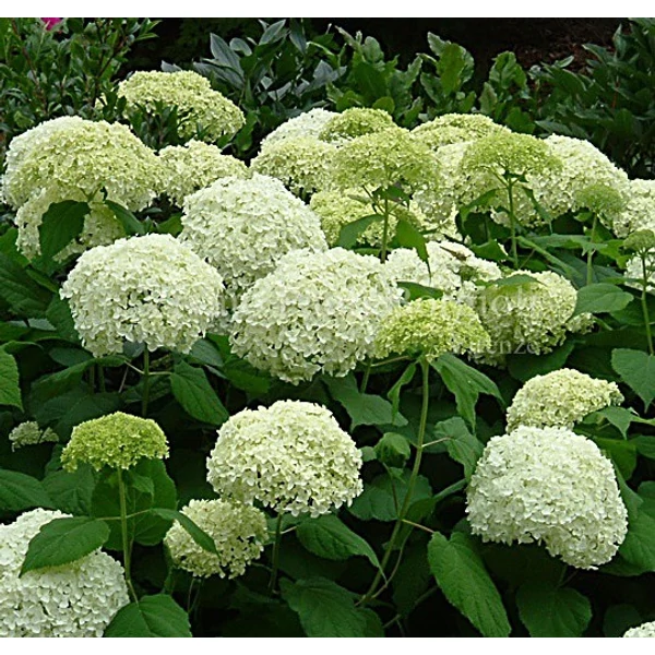 Hydrangea Arborescenes Annabelle - Cserjés hortenzia K3L 20/40