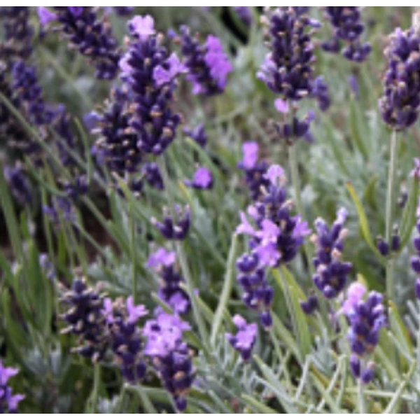 Lavandula Angustifolia Anna Cs9