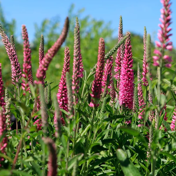 Veronica spicata Anniversary Rose Cs14