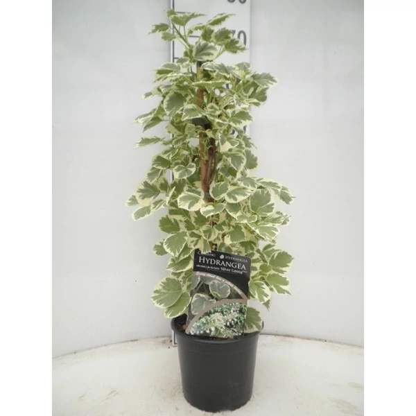 Hydrangea ano. peteolaris Silver Lining – Kúszó hortenzia P17 60+