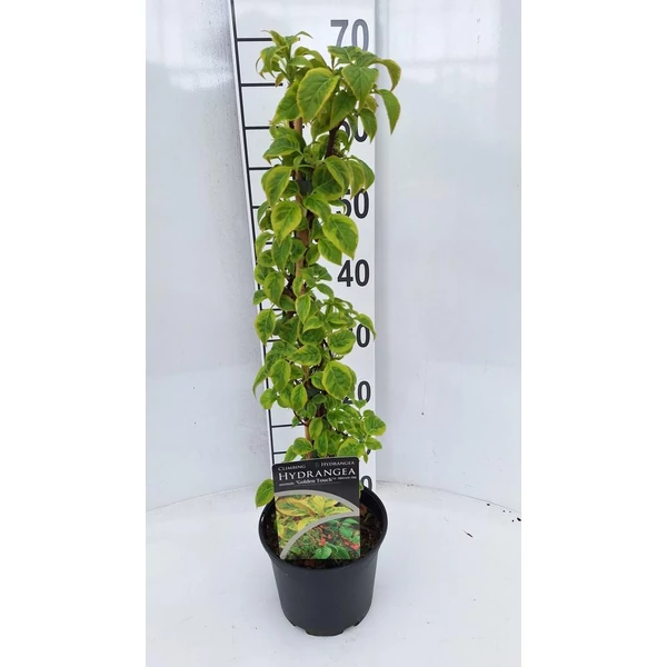 Hydrangea anomala ‘Golden Touch’ PBR – Kúszó hortenzia tarka levelű P17 60+