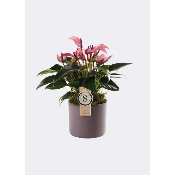 Anthurium Zizou in grey Bari ceramic BIG - Falmingóvirág kerámiába BIG P12 45CM  