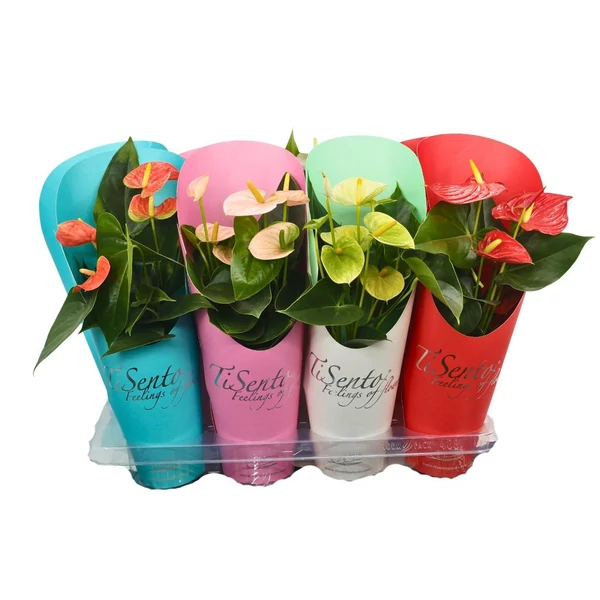 Anthurium in varieties in Giftcover - Falmingóvirág színmix P12 45CM /1db