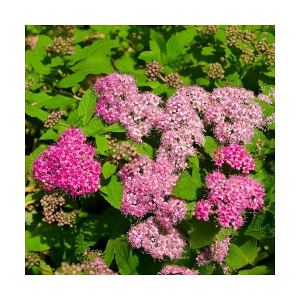 Spirea Bumalda Antony Waterer gyöngyvessző K2 20/40