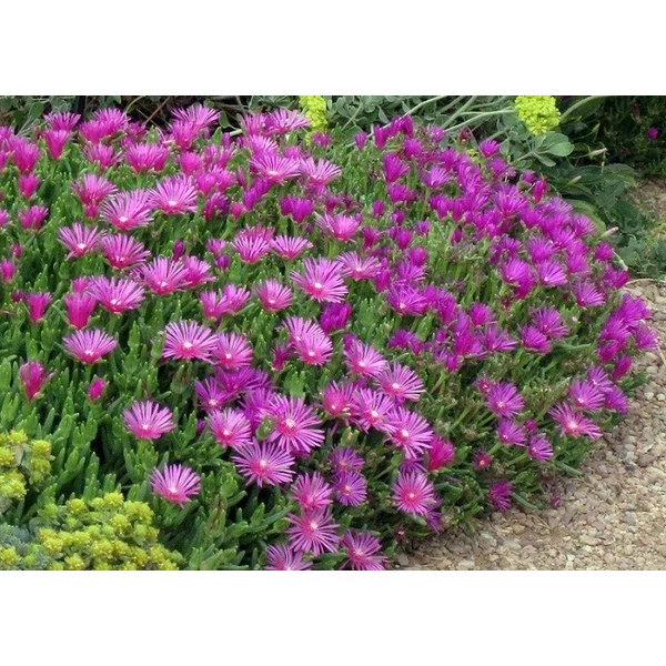 Delosperma cooperi - Kristályvirág cs9