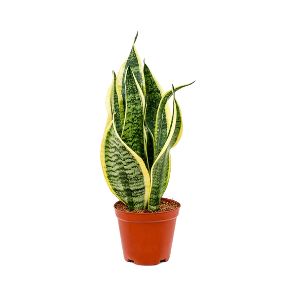 Sansevieria - anyósnyelv  20cm
