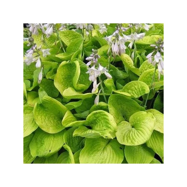 Hosta August Moon - Árnyékliliom CS14