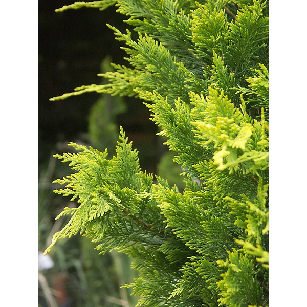 Cupressocyparis leylandii Gold Rider -  Arany leylandi ciprus K2 30/40