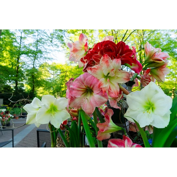 Amaryllis hajtatott D13 színkeverék