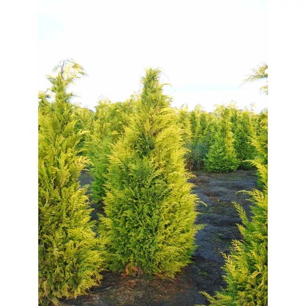 Chamaecyparis lawsoniana ’Ivonne’ - Oregoni arany hamisciprus K25 80/100