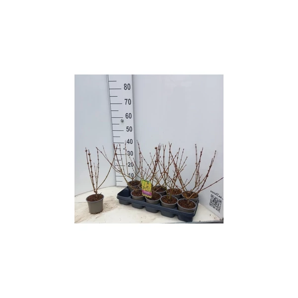 Forsythia in spectabil Aranyvessző 30cm