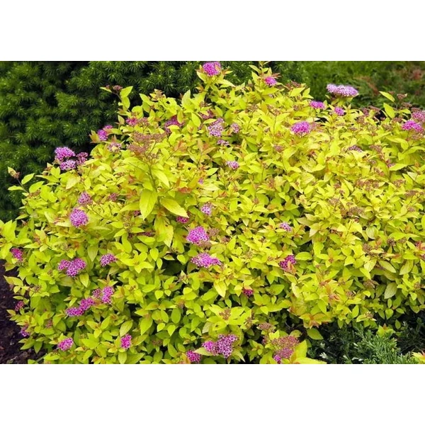 Spiraea japonica Golden Princess - Aranylevelű japán gyöngyvessző K3L 40/60