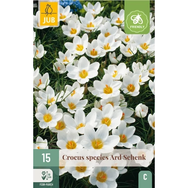 Jub Ard Schenk - Krókusz virághagyma 15 db/cs