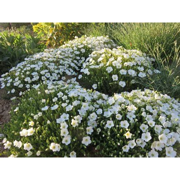 Arenaria montana 'Blizzard Compact' - Hegyi homokhúr Cs9