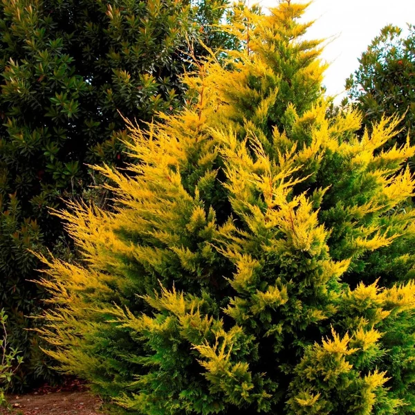 x Cupressocyparis leylandii 'Gold Rider' - Arany leylandi ciprus 1/4 standard C9 