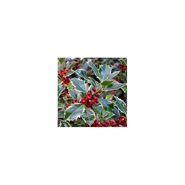Ilex aq. 'Argenteomarginata' - Tarkalevelű magyal 1/2 törzses C25 45-50