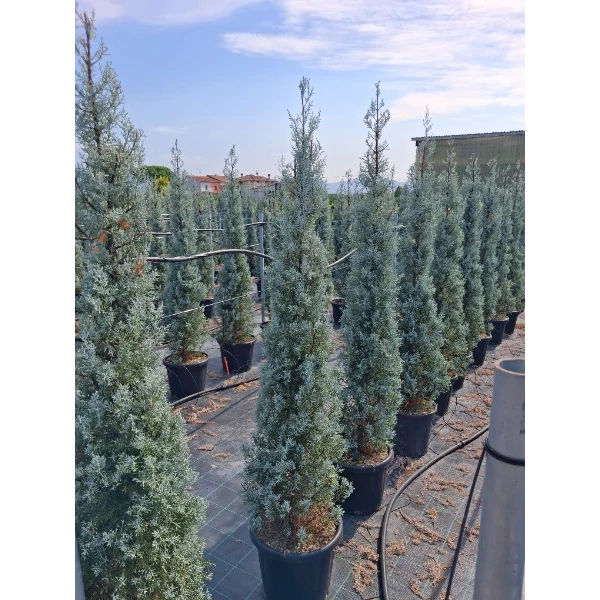 Cupressus arizonica 'Fastigiata' - Arizóniai ciprus bush C9 100/120