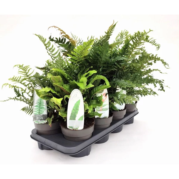 Ferns in varieties - Kerti páfrány mix - készlet szerint - P13 30/50