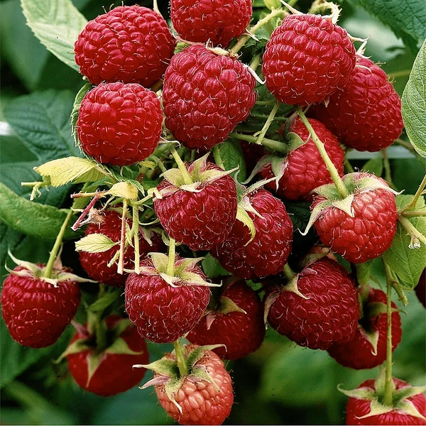 Rubus idaeus Aroma Queen - Bőtermőtermő málna K2 30/50