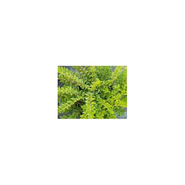 Lonicera nitida 'Maigrün' - Terülő mirtuszlonc K 1,5