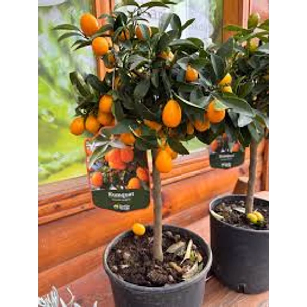 Mandarinfa termő alacsony törzsön