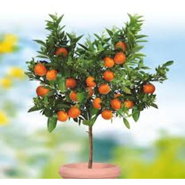 Mandarinfa termő BIG