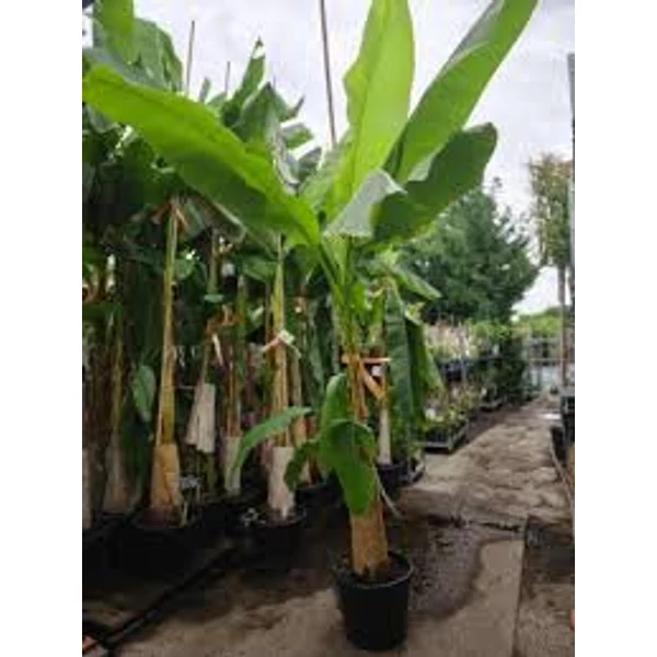 Musa basjoo - Télálló banán K10 150/200