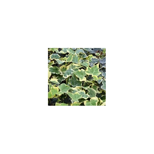 Hedera helix - Borostyán 120-180 K5