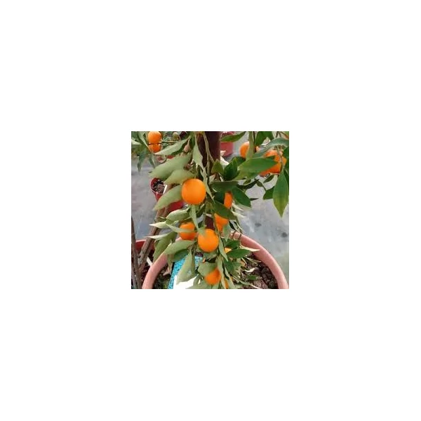 Narancsfa termő alacsony törzsre oltott