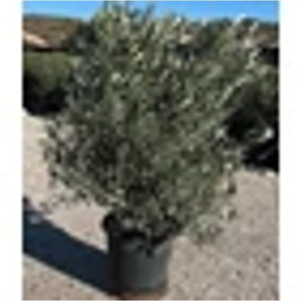 Olea Europea - Olajfa Őstörzses EXTRA