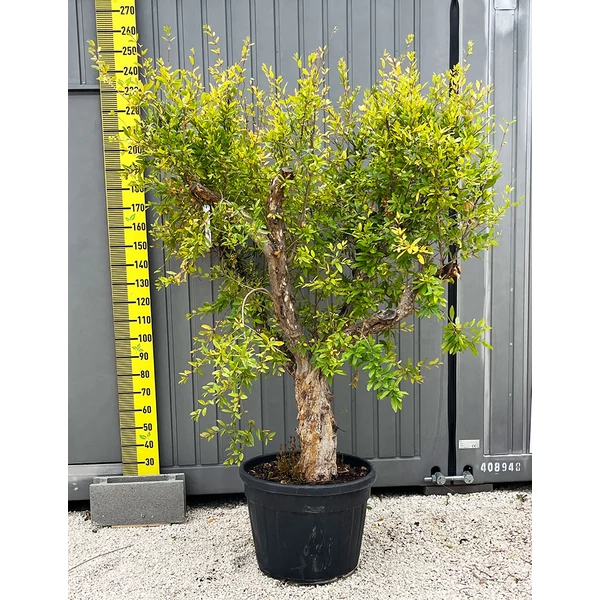 Punica granatum - Gránátalma termő 1/2 standard CLT 150 C.50/60