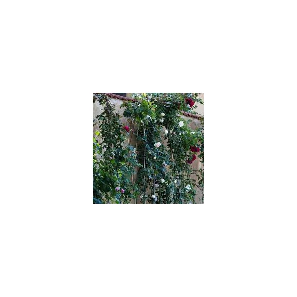 Rosa in varieta Climbing - Futó rózsa C5 180/200