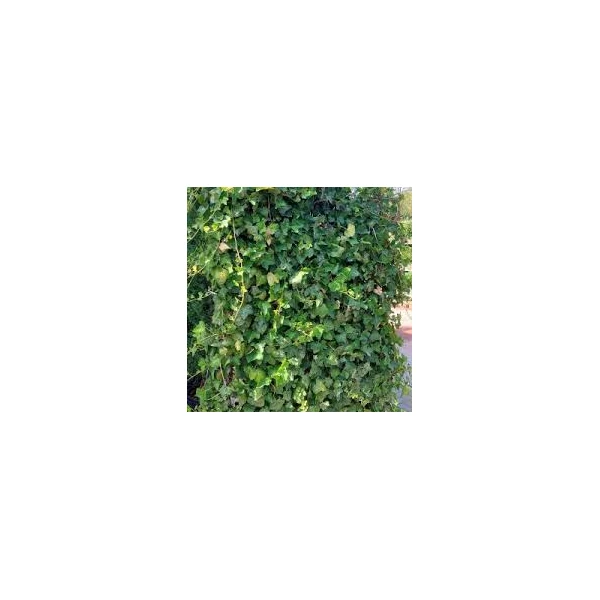 Hedera helix Hibernica FAL - Borostyánfal 180x120