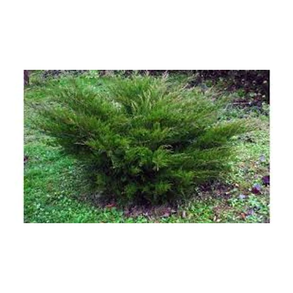 Juniperus x media 'Mint Julep' - Zöld terülő boróka 20/30