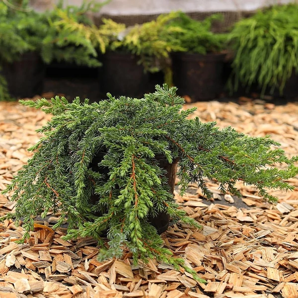 Juniperus communis 'Greenmantle' – Közönséges boróka, terülő  K2 20/25