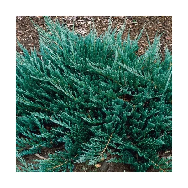 Juniperus horizontalis 'Blue Chip' - Kék levelű henyeboróka 20/30 
