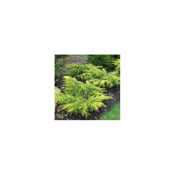 Juniperus x media 'Old Gold' - Óarany terülő boróka 20/30