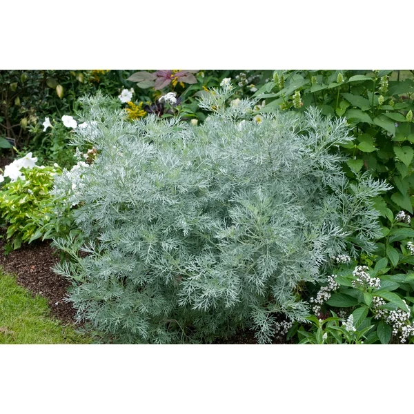 Artemisia Powis Castle - Mediterrán üröm Cs14